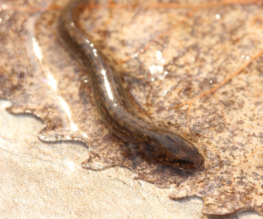 Two-lined Salamander